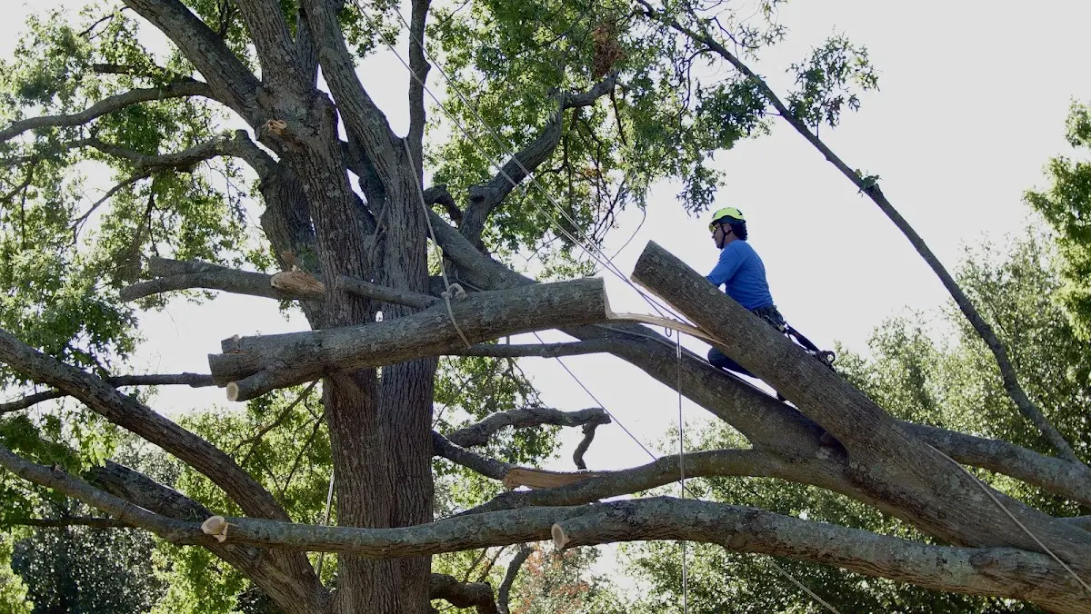 Professional Hazardous Tree Removal performed by certified arborists in Plattsburg